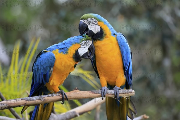 Yellow-breasted Macaw (Ara ararauna), adult, perch, pair, social behaviour, plumage care, South America
