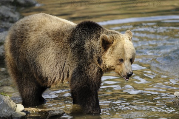 Garden tiger moth standing in a river with an alert expression on its face, Eurasian brown bear (Ursus arctos arctos), Bavarian Forest National Park