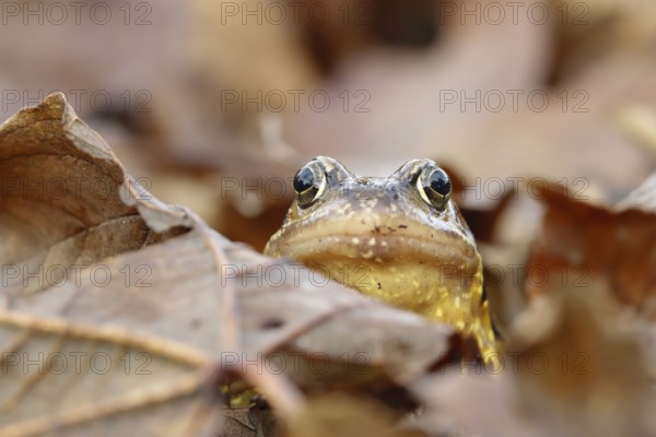 Common frog (Rana temporaria) adult amphibian on a pile of fallen autumn leaves in a garden, England, United Kingdom, Europe