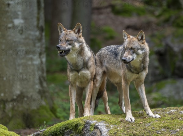 Wolves (Canis lupus) stand on a moss-covered, a wolf bares its teeth, captive, Bavarian Forest National Park, Bavaria, Germany, Europe