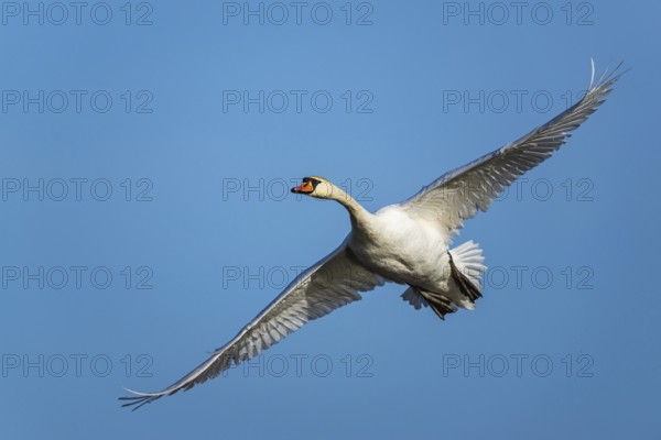 Mute Swan, Cygnus olor, bird in flight over winter marshes