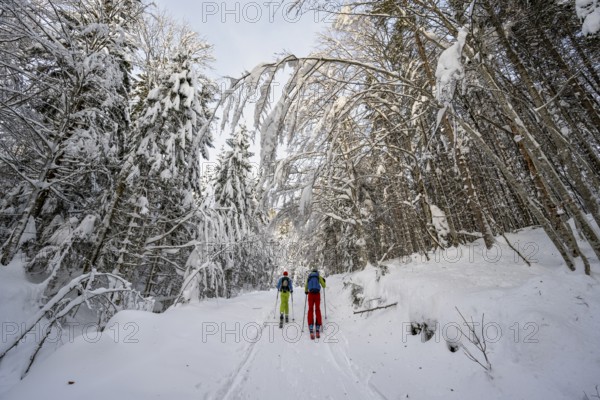 Two ski tourers in a snowy forest, ascent to Simetsberg, Estergebirge, Bavarian Prealps, Bavaria Germany