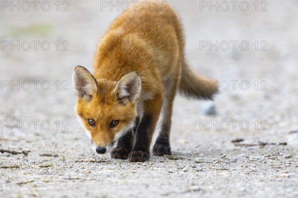 Fox (Vulpes vulpes) puppy Germany