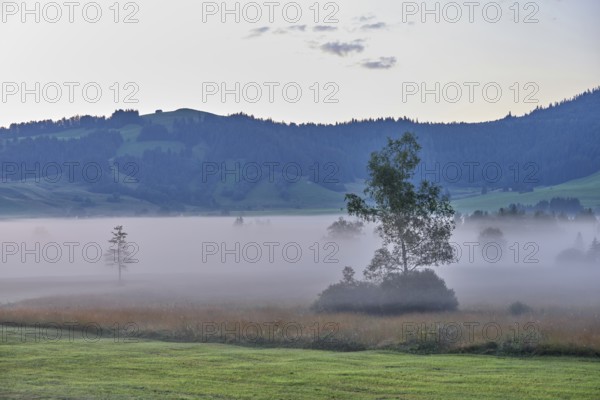 Morning atmosphere with trees in the early morning mist, Rothenthurm high moor, Canton Schwyz, Switzerland, Europe