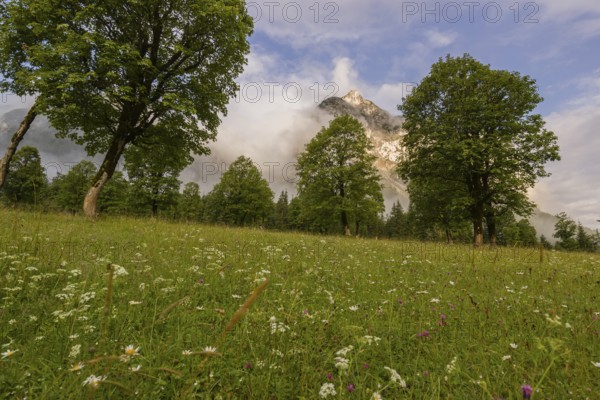 Sycamore maple trees, Acer pseudoplatanus, in summertime. Mountains in the background. Nature conservancy area Grosser Ahornboden, Karwendel mountains, Austria, Europe