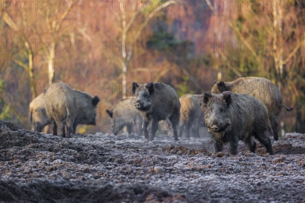 A herd of wild boar or wild pig (Sus scrofa) stands on a frozen field looking for food