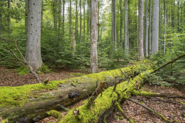 Mixed mountain forest with copper beech (Fagus sylvatica) and spruce (Picea abies), lying deadwood overgrown with moss, Bavarian Forest National Park, Bavaria, Germany, Europe