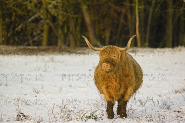 A highland cow (Bos primigenius taurus) stands in a snow-covered pasture