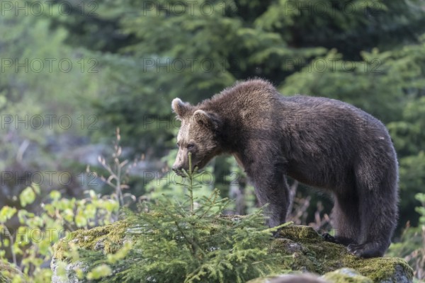 One young Eurasian brown bear (Ursus arctos arctos) standing on mossy rocks. Side portrait with some green vegetation in the background