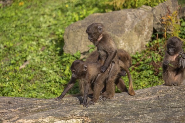 Three baby Gelada (Theropithecus gelada), or bleeding-heart monkey playing on a log