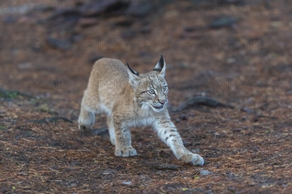 One young Eurasian lynx, (Lynx lynx), walking thru a forest. Green vegetation around him