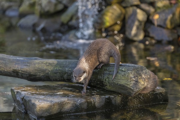 One oriental small-clawed otter or Asian small-clawed otter (Aonyx cinerea), in a creek in front of a small cascade. Small rocks around