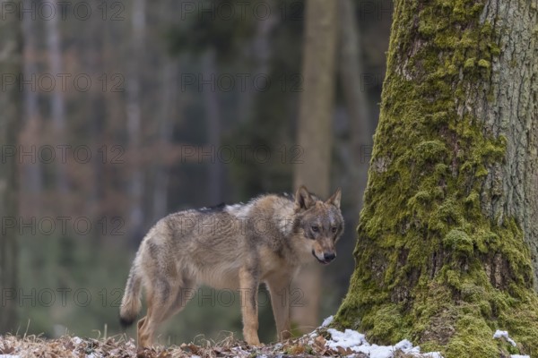 One young male eurasian gray wolf (Canis lupus lupus) walking over a forest floor with dead brown leaves and some snow on the ground