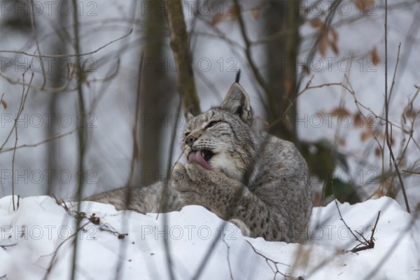Eurasian lynx, Lynx lynx, resting in snow covered forest, Grooming himself