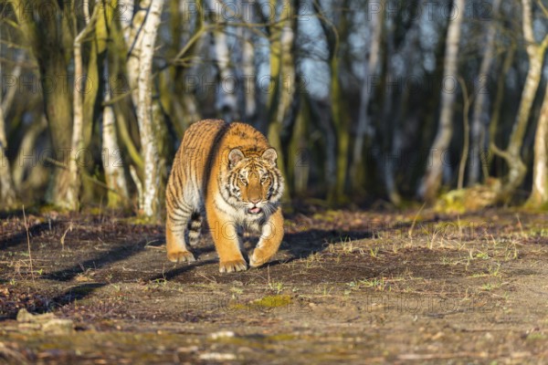 One young female Siberian Tiger, Panthera tigris altaica, running thru a birch tree forest. Early morning light