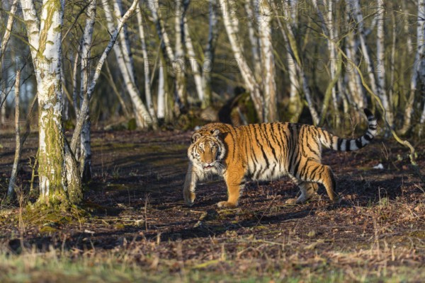 One young female Siberian Tiger, Panthera tigris altaica, running thru a birch tree forest. Early morning light