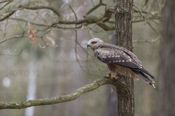 One black kite (Milvus migrans) sitting on a branch of a tree in a forest