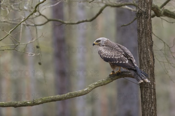 One black kite (Milvus migrans) sitting on a branch of a tree in a forest