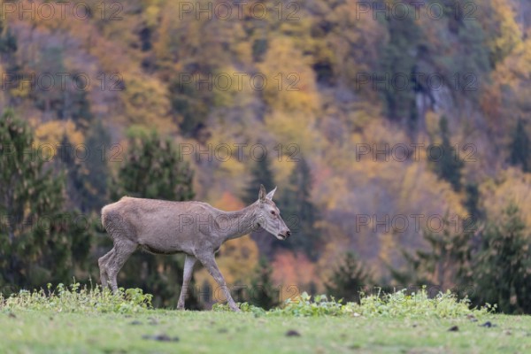 One red deer doe (Cervus elaphus) standing on a meadow on hilly ground. A forest in fall foliage in the background