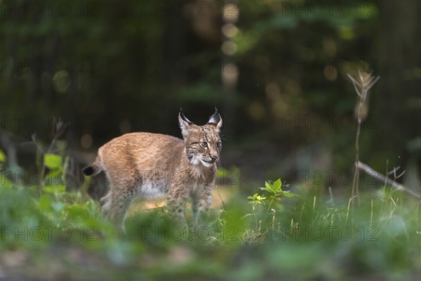 One young Eurasian lynx, (Lynx lynx), standing in a forest. Green vegetation around him