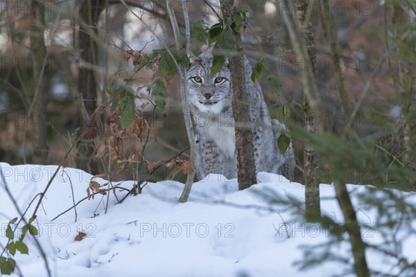 One Eurasian lynx, (Lynx lynx), hiding under a bush observing something in front of him