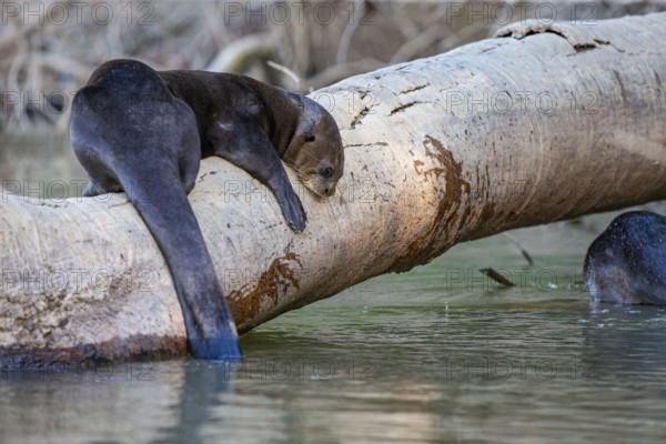 Giant otter (Pteronura brasiliensis) Pantanal Brazil