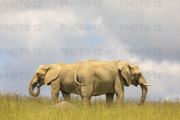 Two adult female African elephants (Loxodonta africana) stand with a barely visible baby elephant hiding in tall grass on a meadow