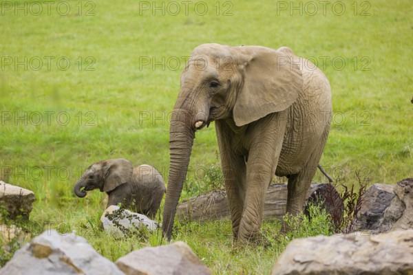 Adult female African elephant (Loxodonta africana) with 4 month old baby