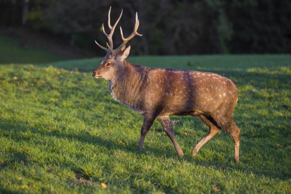 One Dybowski stag (Cervus nippon hortulorum) stands on a green meadow at sunrise