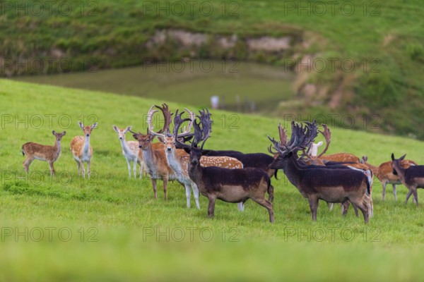 A herd of fallow deer (Dama dama) stands on a green meadow on hilly ground. A freshwater pond is in the background