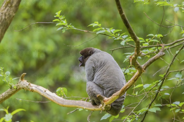 A common woolly monkey, brown woolly monkey, or Humboldt's woolly monkey (Lagothrix lagothricha) climbs in a tree