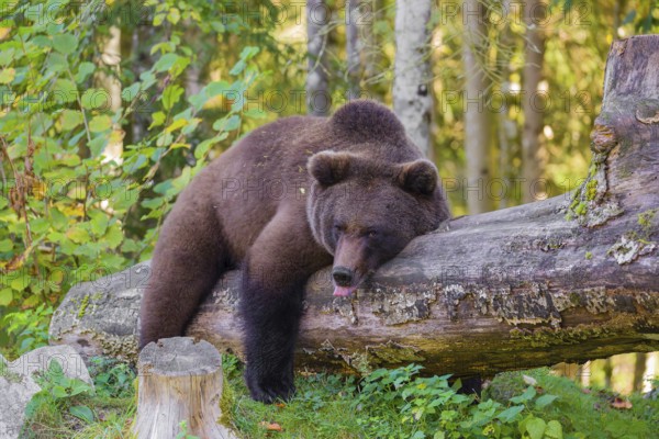 A young male Eurasian brown bear (Ursus arctos arctos) rests on a rotting log lying on the ground