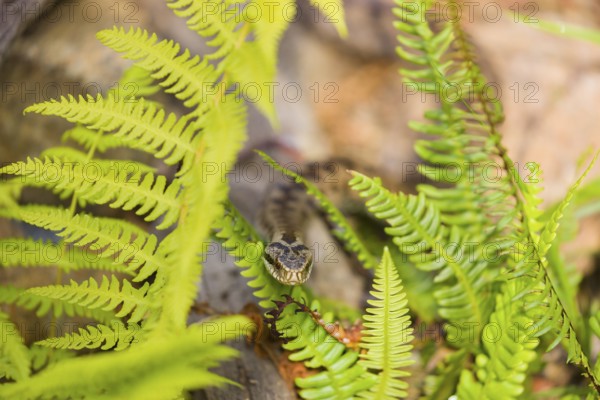 One Vipera berus, the common European adder or common European viper, creeps over rocks and hides in fern