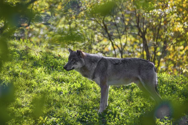 A eurasian gray wolf (Canis lupus lupus) stands on a forest edge in early morning mist and Backlight
