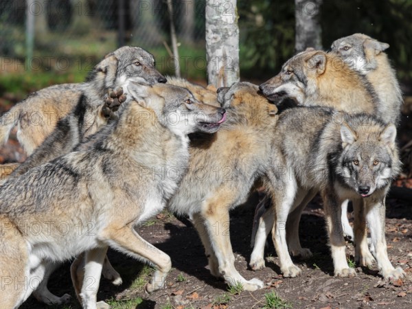 A pack of Eurasian grey wolves (Canis lupus lupus) stand at the edge of the forest, meet and greet each other