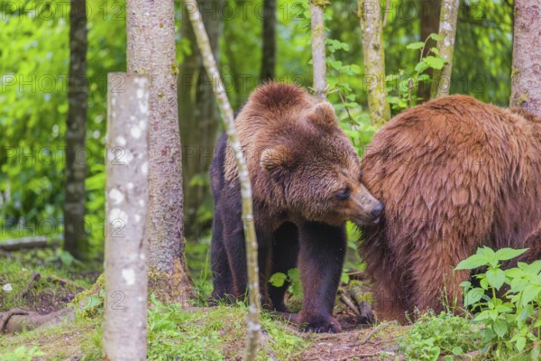 A young male brown bear (Ursus arctos arctos) stands behind a female and smells her to check her readiness to mate