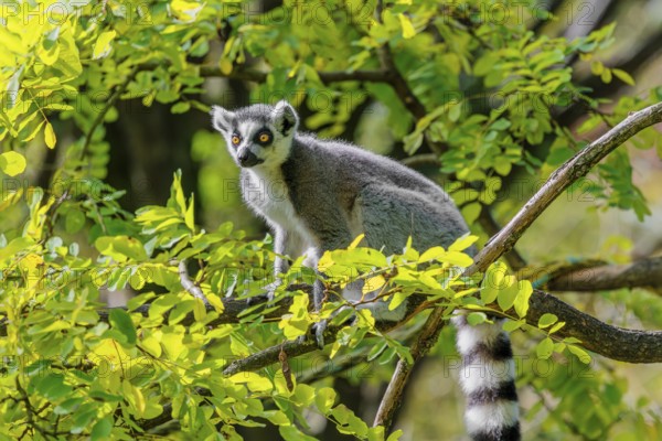 A ring-tailed lemur (Lemur catta) sits high up in a tree on a branch between fresh green leaves