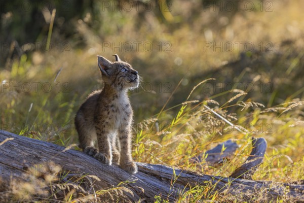One young (10 weeks old) male Eurasian lynx, (Lynx lynx), walking over a rotten tree. Backlit condition