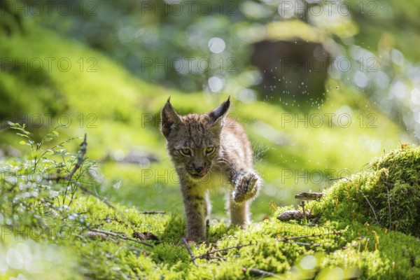 One young (10 weeks old) male Eurasian lynx, (Lynx lynx), walking over a mossy, wet forest floor. Shaking off the water of his paws. Backlit condition