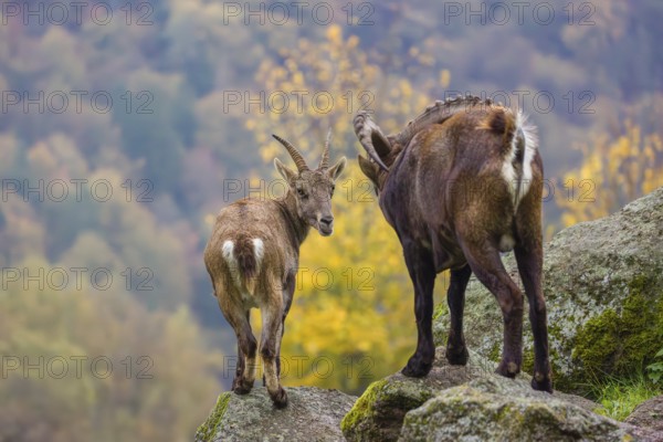 Two ibex (Capra ibex), a male and a female, stand on a rock. The male shows some flehming and sniffs on the female