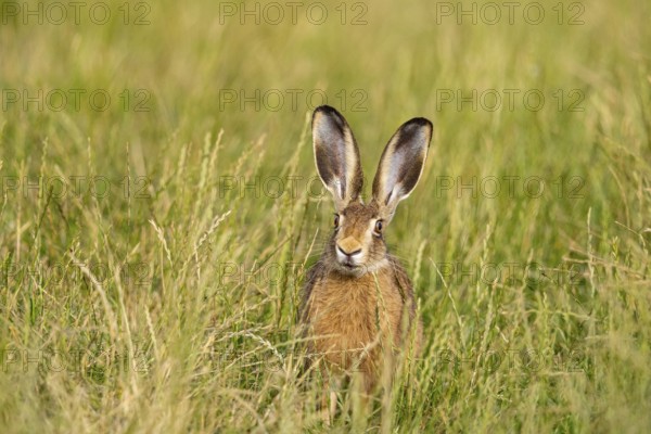 European hare (Lepus europaeus) Germany