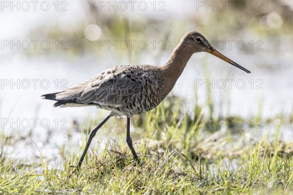 Black-tailed godwit (Limosa limosa), Lower Saxony, Germany, Europe