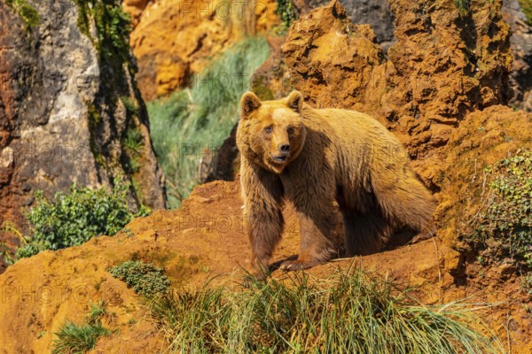 A brown bear is standing on a rocky hillside. The bear is looking at the camera and he is curious. The scene is peaceful and serene, with the bear being the main focus of the image