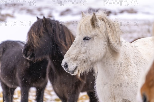 Three horses are standing in the snow, one of which is white. The white horse is looking at the camera, while the other two horses are looking away. The scene has a peaceful and serene mood