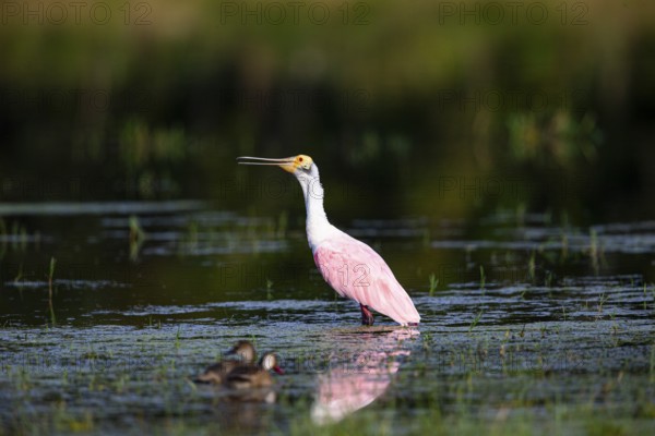 Roseate spoonbill (Ajaia ajaja) Pantanal Brazil
