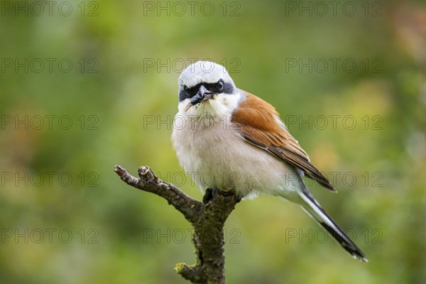 Red-backed shrike (Lanius collurio) ml Germany