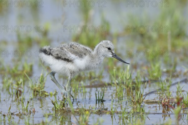 Avocet (Recurvirostra avosetta) Young bird foraging in the shore zone at the lake, Wildlife, Wading bird, Animals, Waterfowl, Lake Neusiedl National Park, Burgenland, Austria, Europe