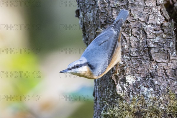 Nuthatch (Sitta europaea) Germany