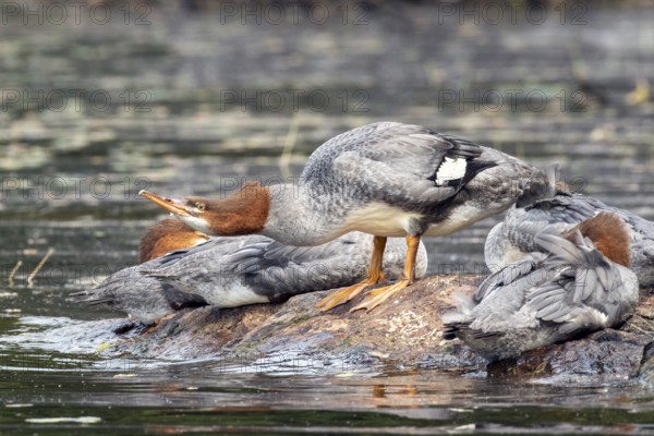Common merganser. Mergus merganser. A female stands on a rock and drinks. Lake Wapizagonke. La Mauricie national park. Province of Québec. Canada