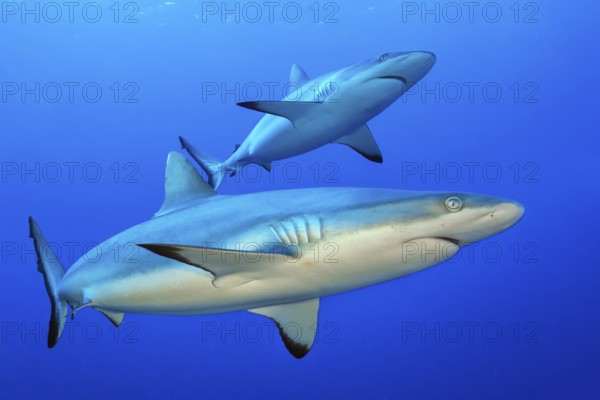 Underwater photo of pair of two specimens of Grey reef shark Carcharhinus amblyrhynchos) swimming in open sea through blue water, Indian Ocean, Maldives, Asia